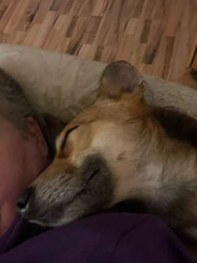 Hunde aus dem Auslandstierschutz - brauche Eure Unterstützung!!!-Beitrag-Bild