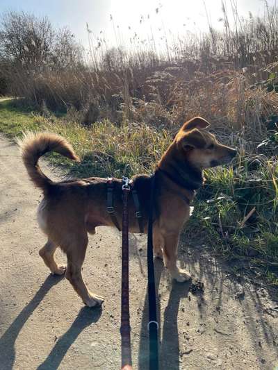 Welpe soll nicht aufs Sofa-Beitrag-Bild