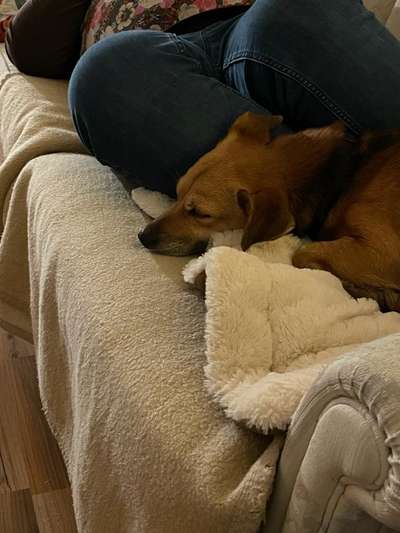 Schattenseiten der Hundehaltung-Beitrag-Bild