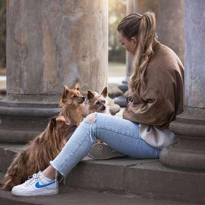 Hundetreffen-Treffen zum Spielen-Bild