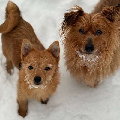 Hundetreffen-Treffen zum Spielen-Bild