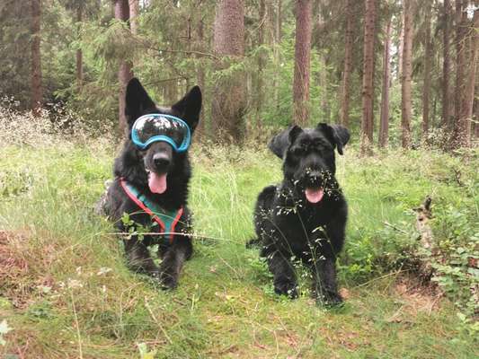 Bester Freund, Hundekumpel - zeigt her!-Beitrag-Bild