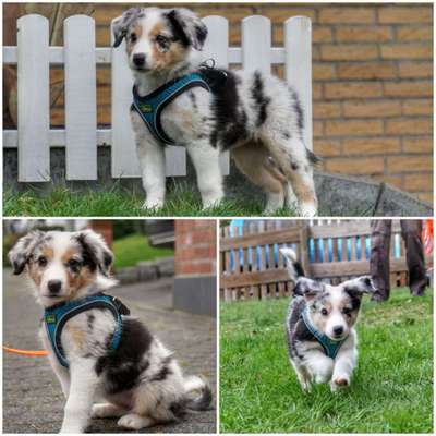 Welpen Bilder !-Beitrag-Bild