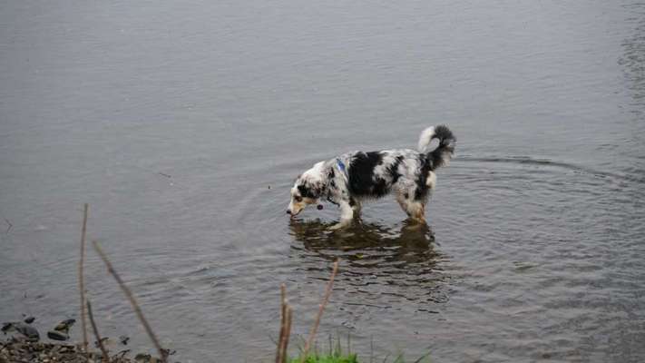 Dogorama-Monats-Challenge-Mai "Wasser"-Beitrag-Bild