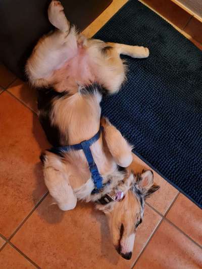 Zeigt mir die lustigsten Schlafpositionen eurer Fellnasen-Beitrag-Bild