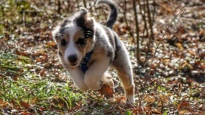 Fotochallenge No. 26                                     Wald und Wiese-Beitrag-Bild