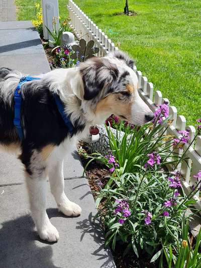 Die Dogorama Monats Challenge "Es grünt und blüht"-Beitrag-Bild