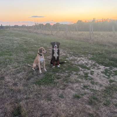 Hundetreffen-🐕 Hunde raus, Kopf frei! 🌿-Bild