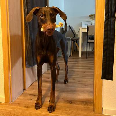 Hundetreffen-Suche Hundebegegnungen/ Spieltreffen🐾-Bild