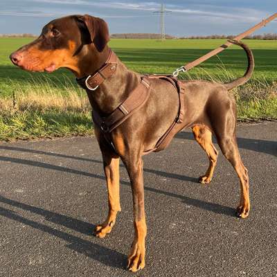 Hundetreffen-Suche Hundebegegnung ohne Kontakt-Bild