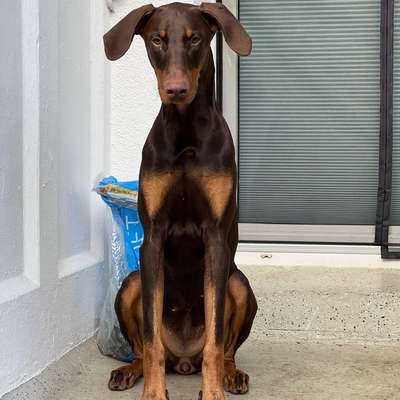 Hundetreffen-Suche Hundebegegnung ohne Kontakt-Bild