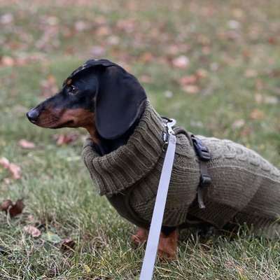 Hundetreffen-Hundetreff🐾-Bild