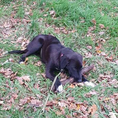 Hundetreffen-Hundetreffen in Dorsten (Hundewiese)-Bild