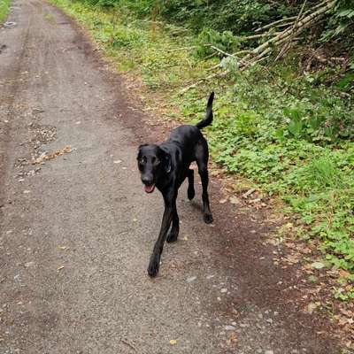 Hundetreffen-Hunde treffen in borna-Bild