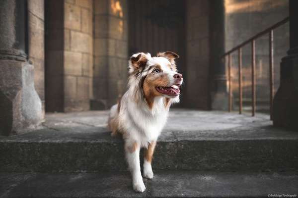 Foto's und Hundemodels-Beitrag-Bild