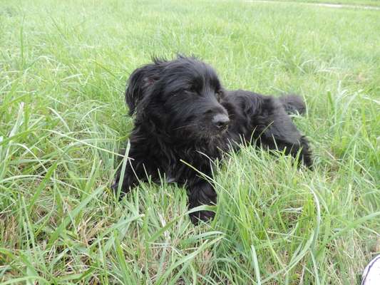 Seltene Rassen!-Beitrag-Bild