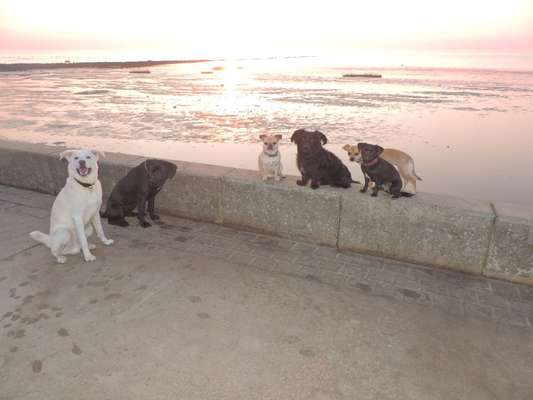 Hundeauslaufgebiet-Hundestrand Dorum-Neufelder-Bild