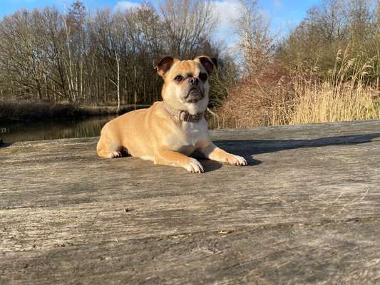 Brachycephale Hunderassen-Beitrag-Bild