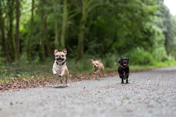 Mops mix-Beitrag-Bild