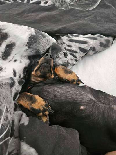 Hundetreffen-Social Walk in Zossen-Bild