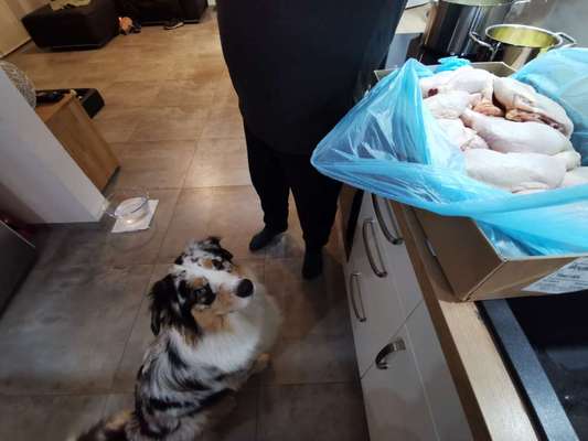 Zeigt her Eure Futternäpfe-Beitrag-Bild