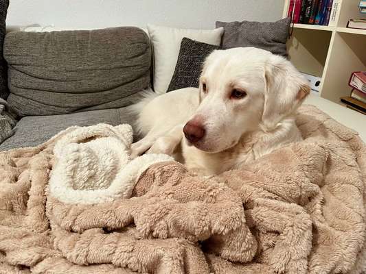 Mischlinge raten - Rätselspaß-Beitrag-Bild