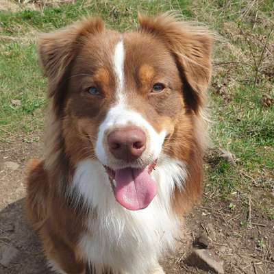 Hundetreffen-Spieltreffen / Gassirunde (NOM/GÖ)-Bild