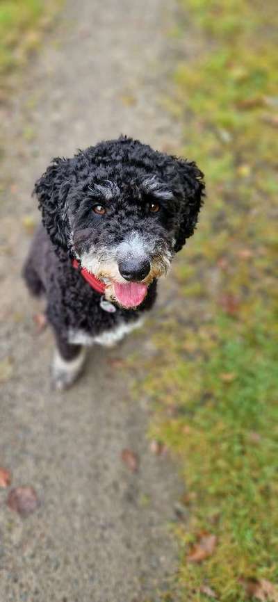 Hundetreffen-Spazieren gehen-Bild