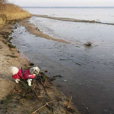 Hundetreffen-Neue Kumpels zum Gassi gehen und Toben gesucht-Bild