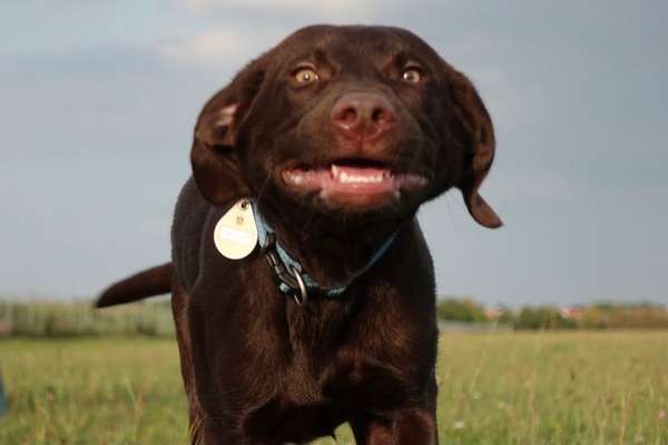 Die Dogorama-Wochen-Challenge "Die schönste Grimasse"-Beitrag-Bild