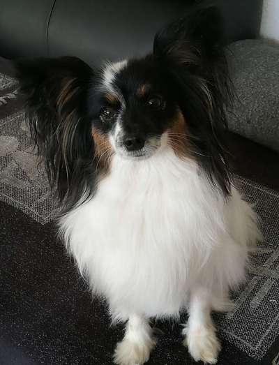 Wo sind die Papillon Besitzer?-Beitrag-Bild