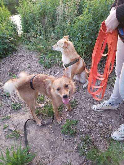 Tongue Out Tuesday-Beitrag-Bild