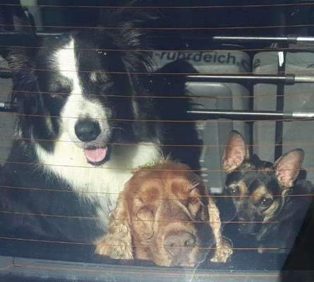 FOTOCHALLENGE 70 - Dein Hund im Auto-Beitrag-Bild