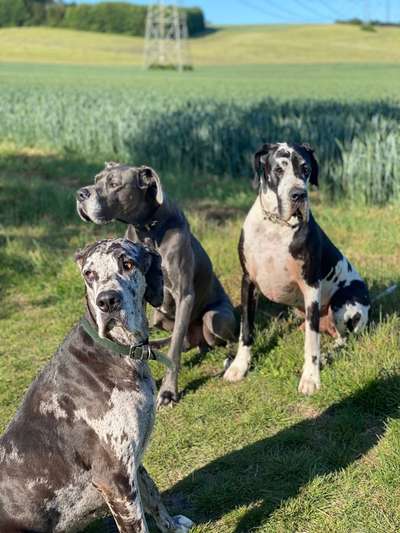 Deutsche Doggen-Beitrag-Bild