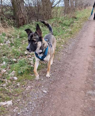 Mischlinge raten - Rätselspaß-Beitrag-Bild