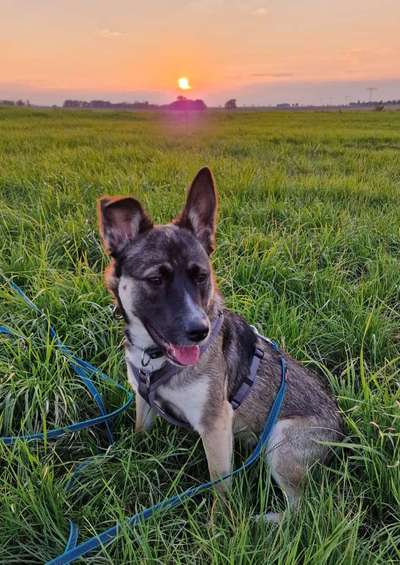 Namenssuche und Rasse?-Beitrag-Bild