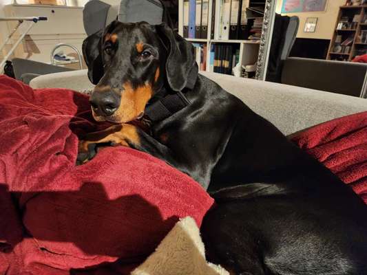 Hundetreffen-Spielegruppe mit Negan-Bild