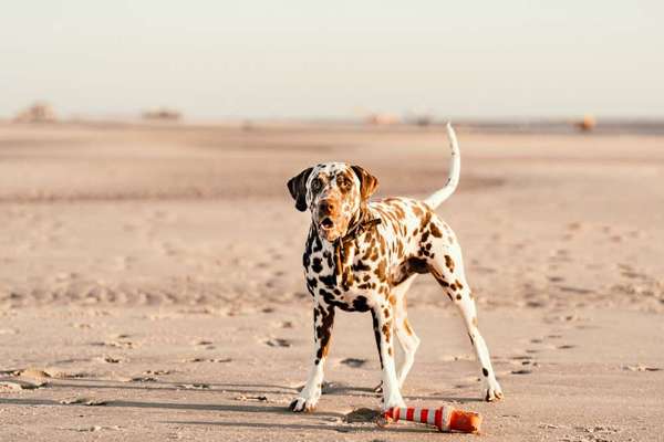 28. Farben Foto Challenge * BEIGE *-Beitrag-Bild