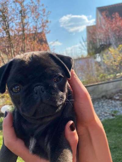 Welpen Bilder !-Beitrag-Bild