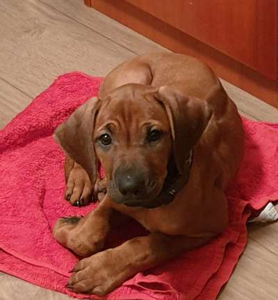 Rhodesian Ridgeback-Beitrag-Bild
