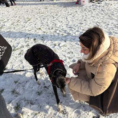 Hundetreffen-Windhundfreundschaften gesucht