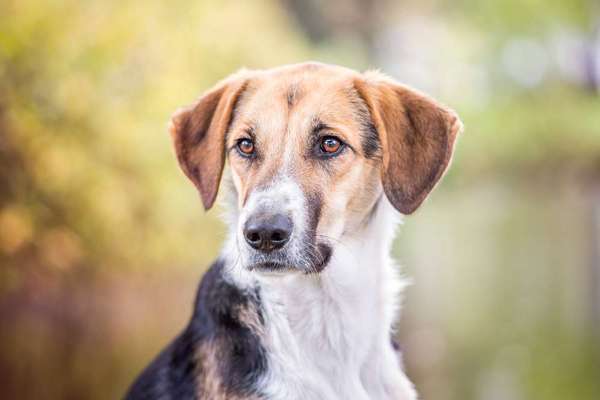 Dogorama Photo Challenge - Portrait-Beitrag-Bild