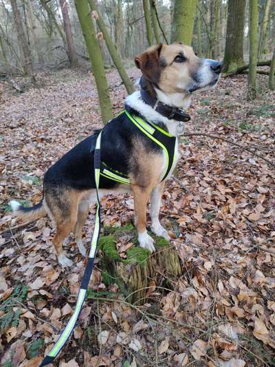 Griechische Bracke-Beitrag-Bild