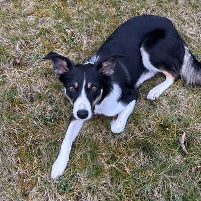 Hundetreffen-Welpentreffen/Junghundetreffen-Bild