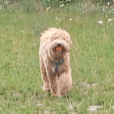 Hundetreffen-Treffen zum Spielen, Spazierengehen-Bild