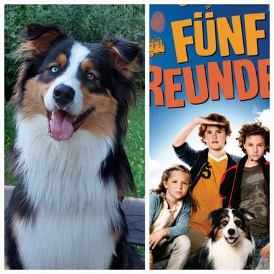 Wie heißt dein Hund?-Beitrag-Bild