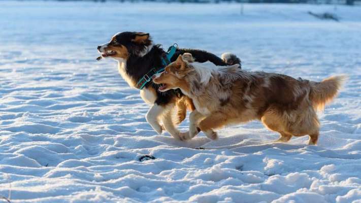 Dogorama Photo Challenge - Es wird nochmal kalt!-Beitrag-Bild