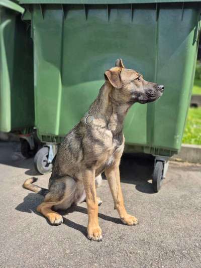 TierschutzhundeStammtisch🐕-Beitrag-Bild