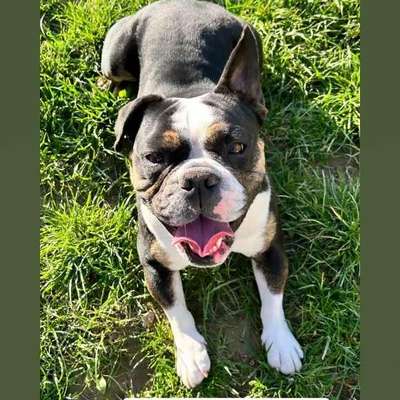 Tierschutzhunde suchen ein Zuhause-Beitrag-Bild