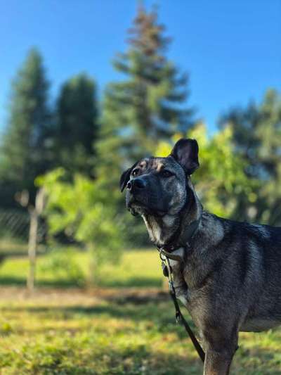 Hundetreffen-Social bzw. Trainingswalk-Bild